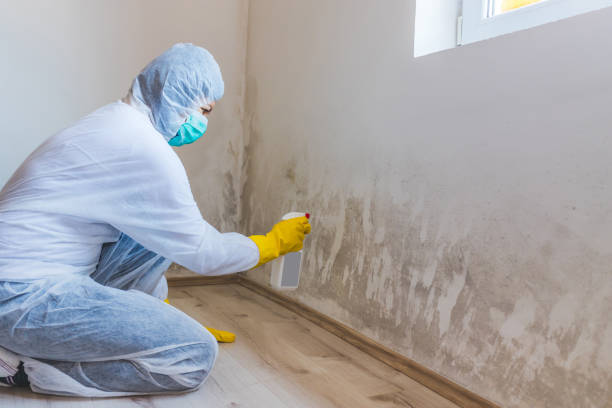 Licensed Mold Removal service in Leonardtown, MD - WQB Mold Removal
